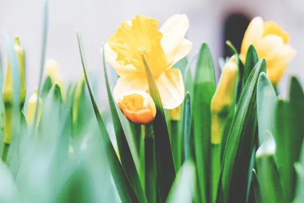 Daffodils by the lake