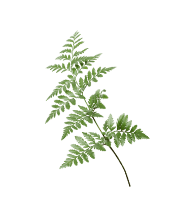 fern-icon