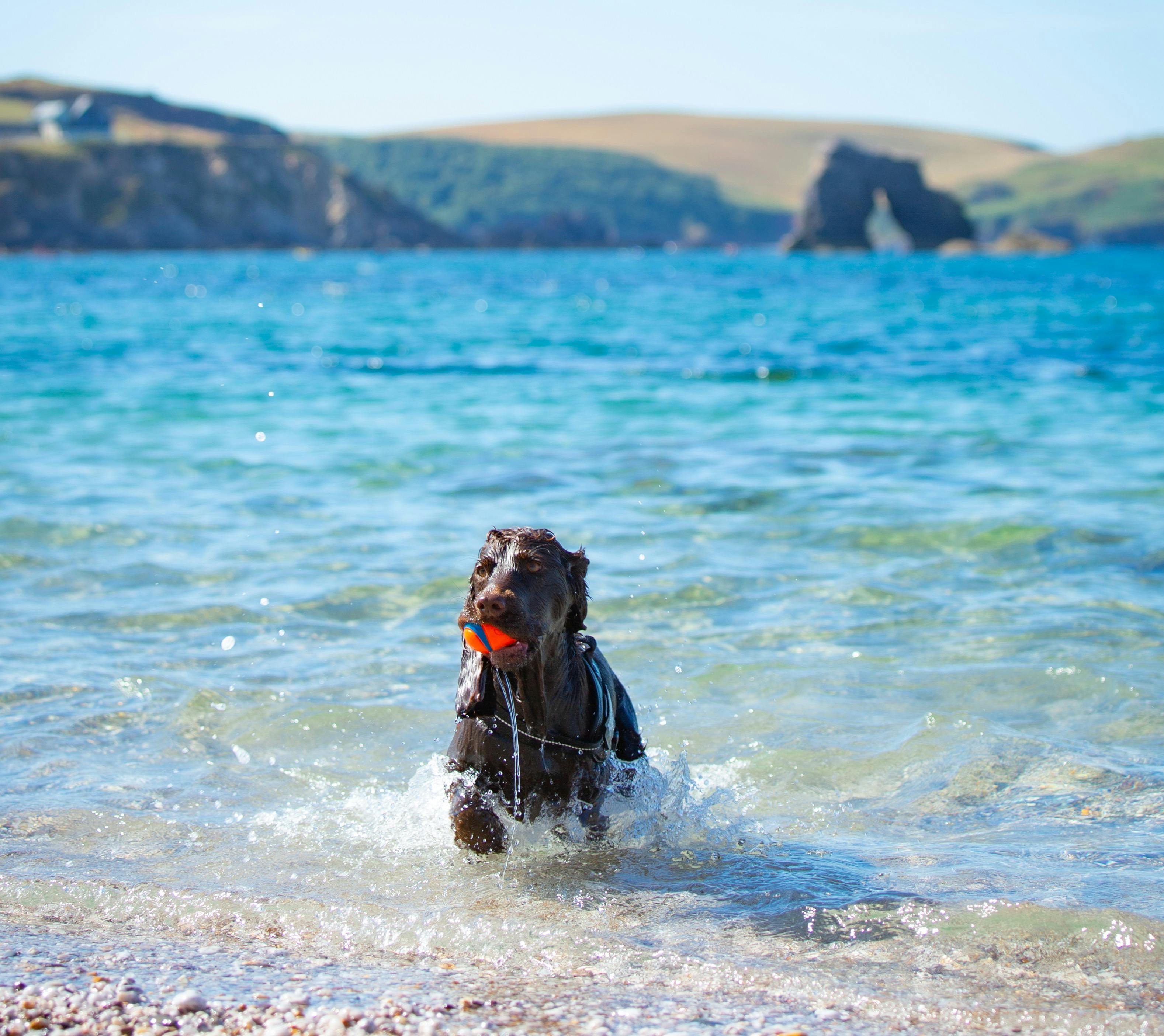 Dog friendly beach south milton sands